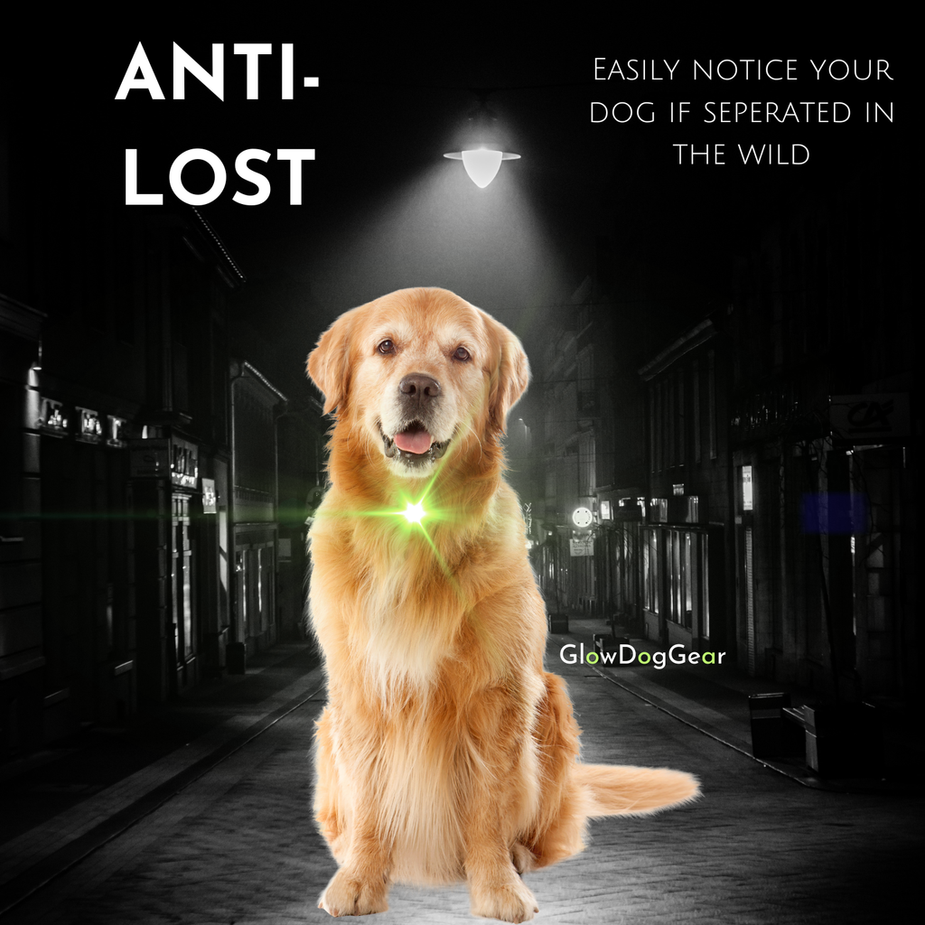 GlowDogGear LED Glow Strip Dog Collar – Cut-to-Fit & USB Rechargeable